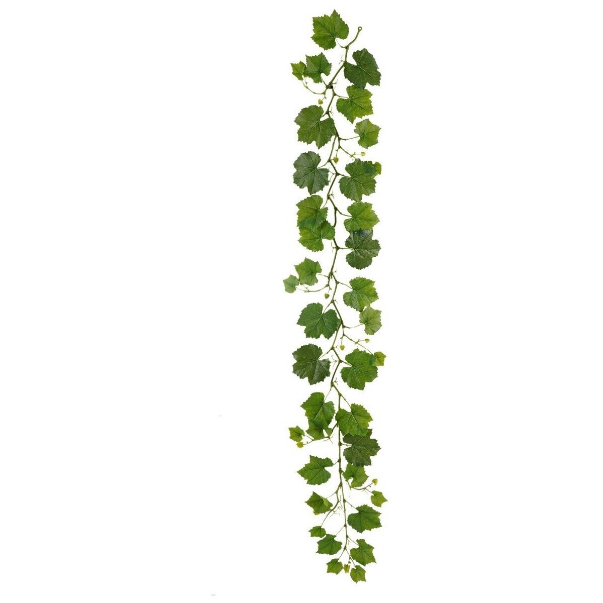 Signes Grimalt  Pobočka Parra  Zelená