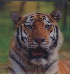 Tygr - magnet (MCG29)