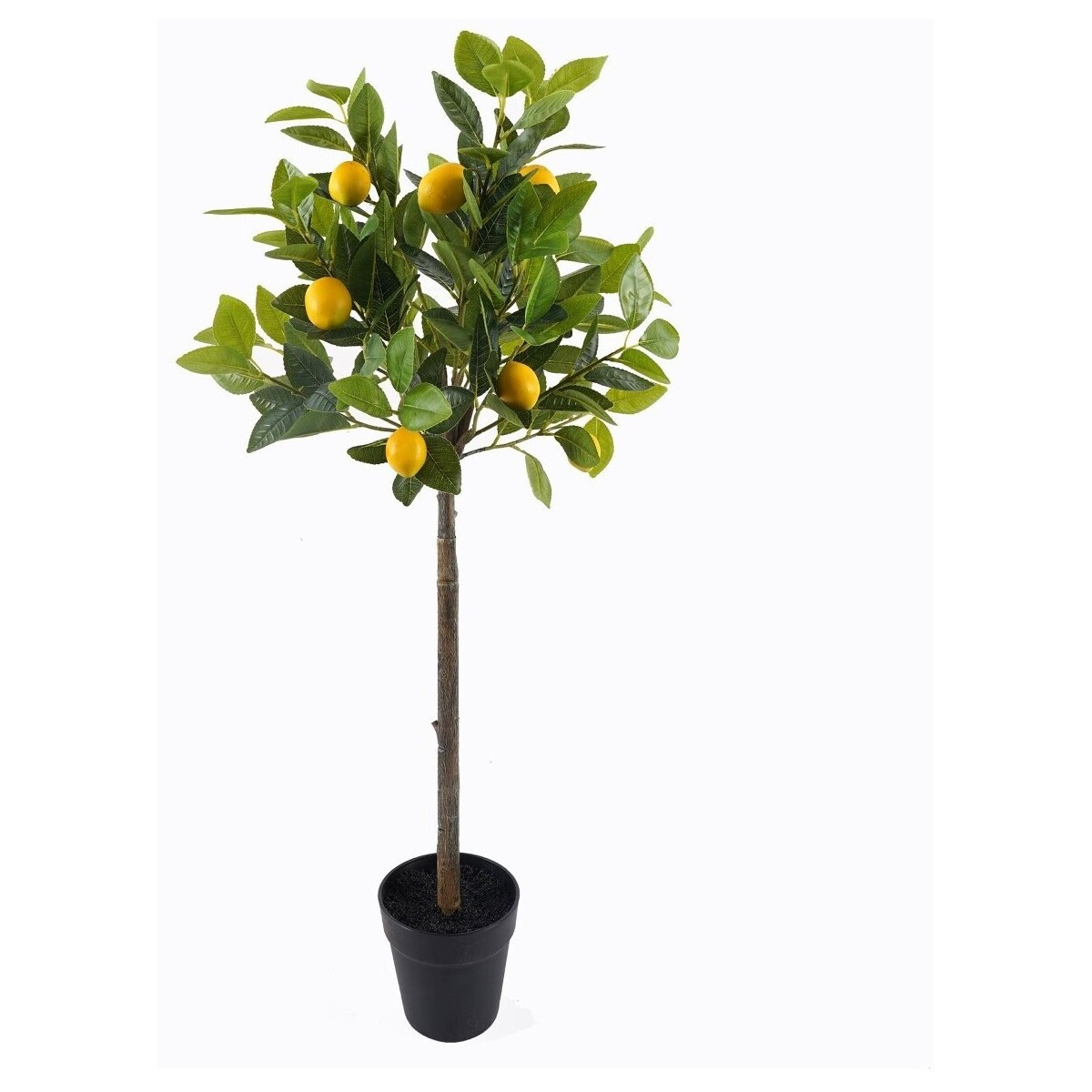 Signes Grimalt  Citronovník M  Zelená