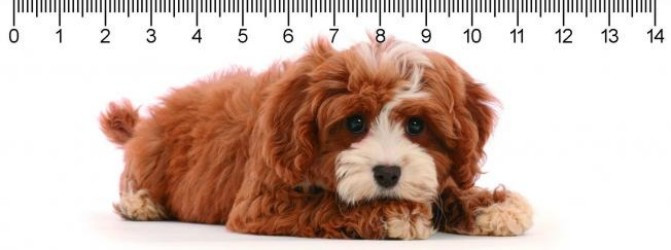 Pravítko I am Watching You