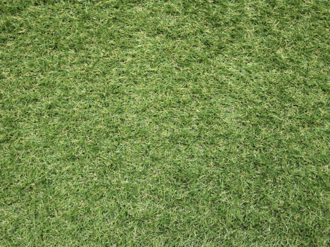 Umělá tráva Sophia New