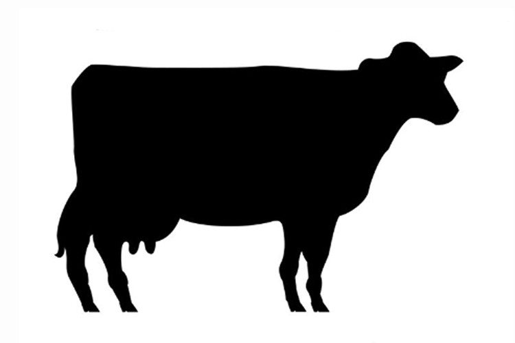 PROFIKORENI - Hovězí střeva zasolená, deník 100 - 120 délka 80 cm