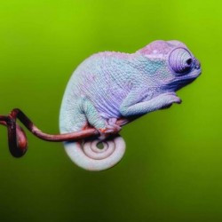 Samotář - magnet (MCG27)