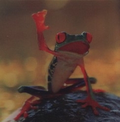 Tady prosím! (žabka) - magnet (MCG23)