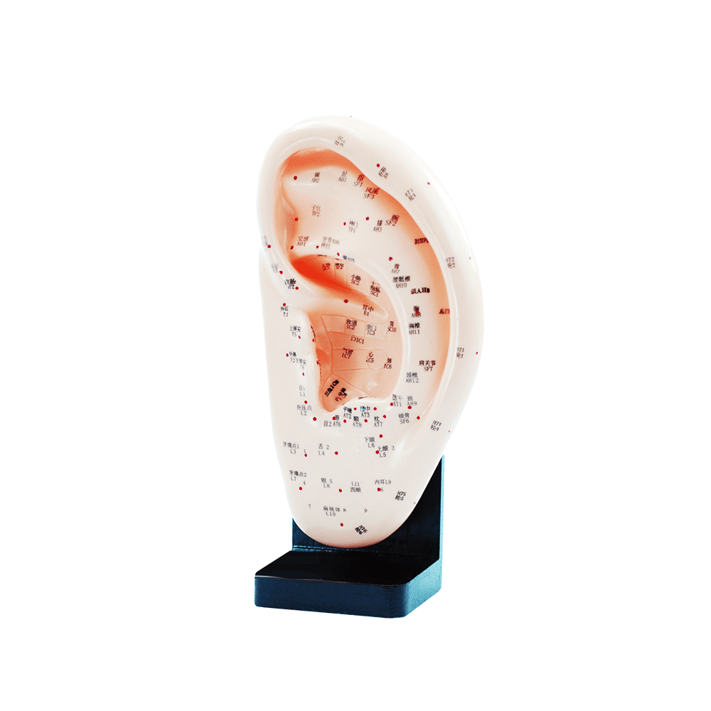 AcuPrime Model akupunkturních bodů ucha