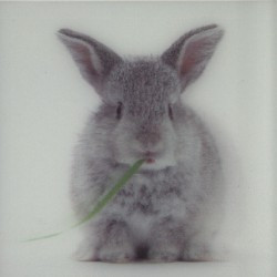 Králík - magnet (MCG25)