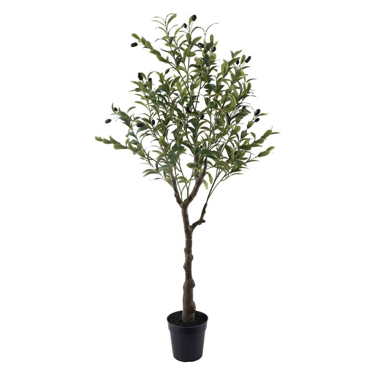 Signes Grimalt  Olivovník S  Zelená