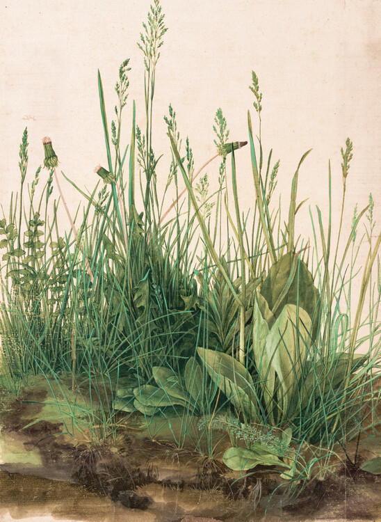 Albrecht Dürer Obrazová reprodukce The Great Piece of Turf (1503), Albrecht Dürer, 30 × 40 cm