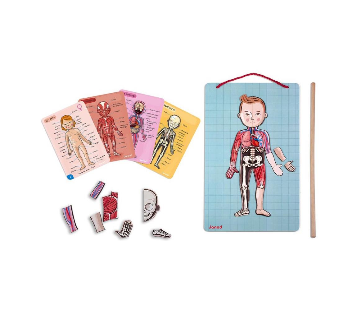 Janod Janod - Magnetická skládačka BODYMAGNET lidské tělo