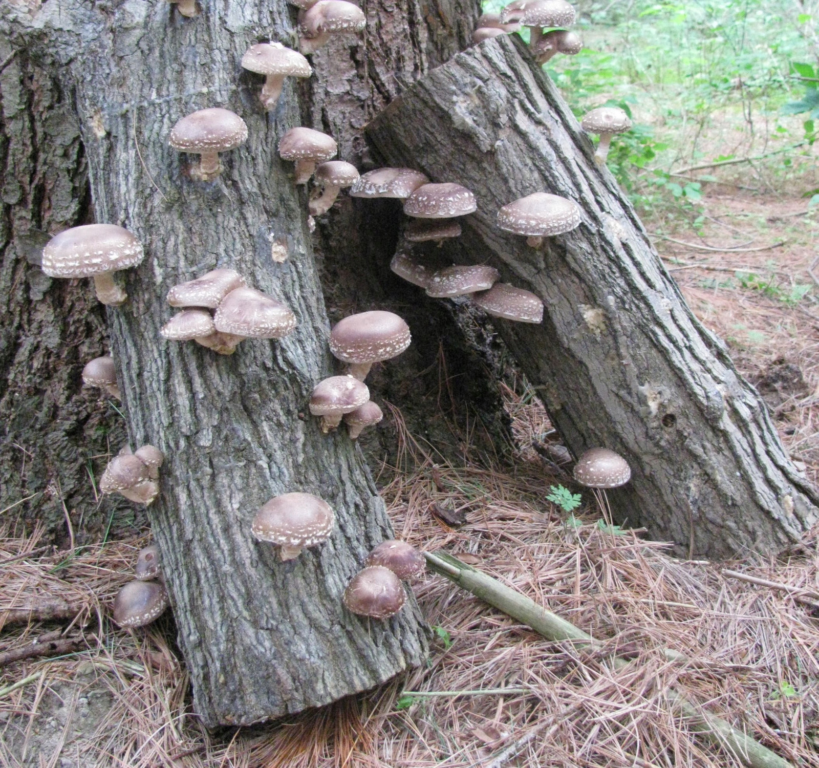 Sada podhoubí na kolících Opieńka Boczniak, Shiitake