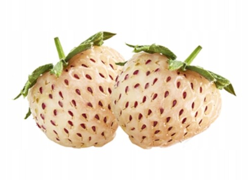 Metro Chef Jahoda bílá 1 kg Španělsko