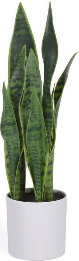 Umělá rostlina (výška 55 cm) Sansevieria – Kave Home