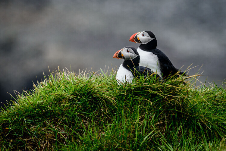 Ralf Kayser Fotografie Pumpkin, Ralf Kayser, 40 × 26.7 cm
