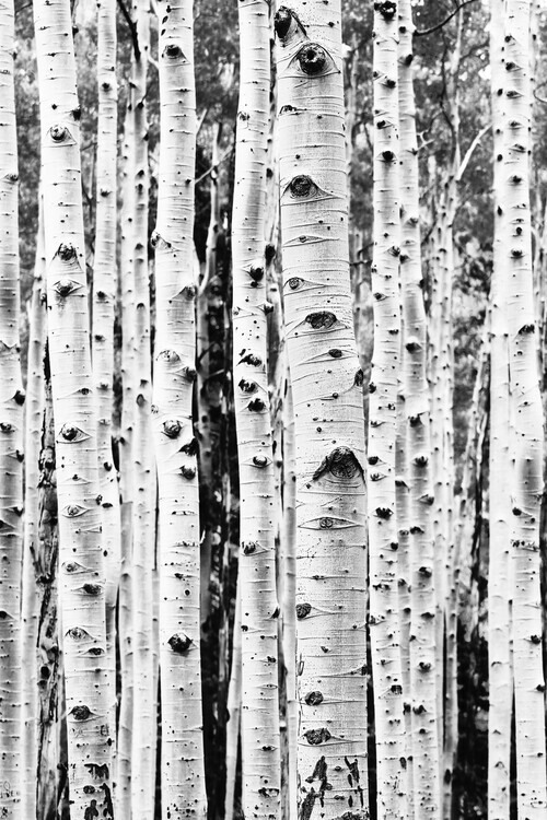 Sisi & Seb Fotografie Birch trunks, Sisi & Seb, 26.7 × 40 cm