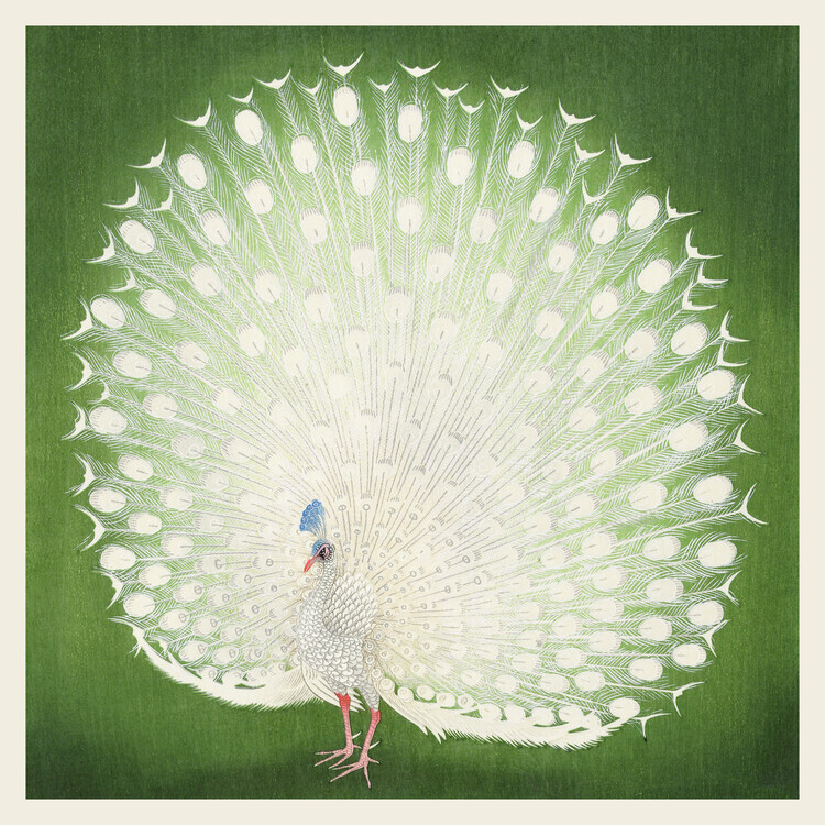 Ohara Koson Obrazová reprodukce The White Peacock, Ohara Koson, 40 × 40 cm