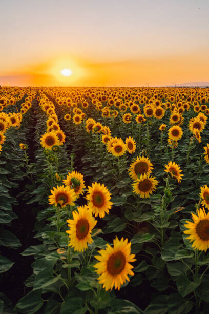 Olga Rolenko Fotografie Sunflower field, Olga Rolenko, 26.7 × 40 cm
