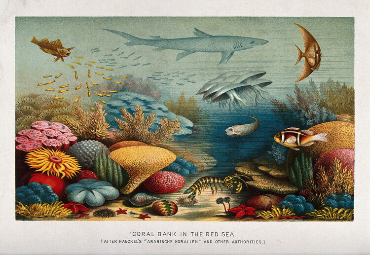 Ernst Haeckel Obrazová reprodukce A coral reef in the Red Sea, Ernst Haeckel, 40 × 26.7 cm