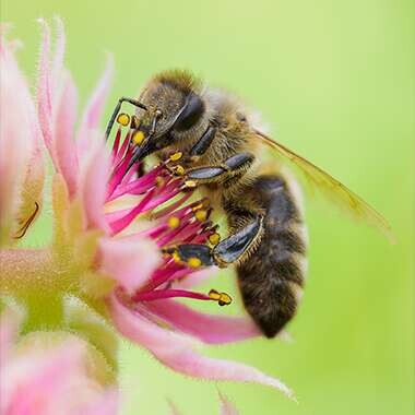 Ovládněte techniku makrofotografie