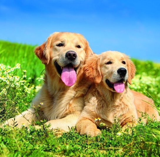 Dogs 2026 - nástěnný kalendář