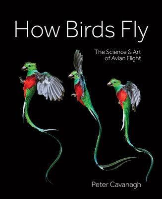 How Birds Fly: The Science and Art of Avian Flight -  (Cavanagh Peter)(Pevná vazba)