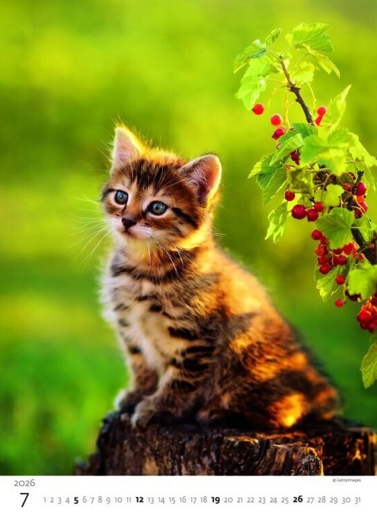 Koťátka 2026 - nástěnný kalendář