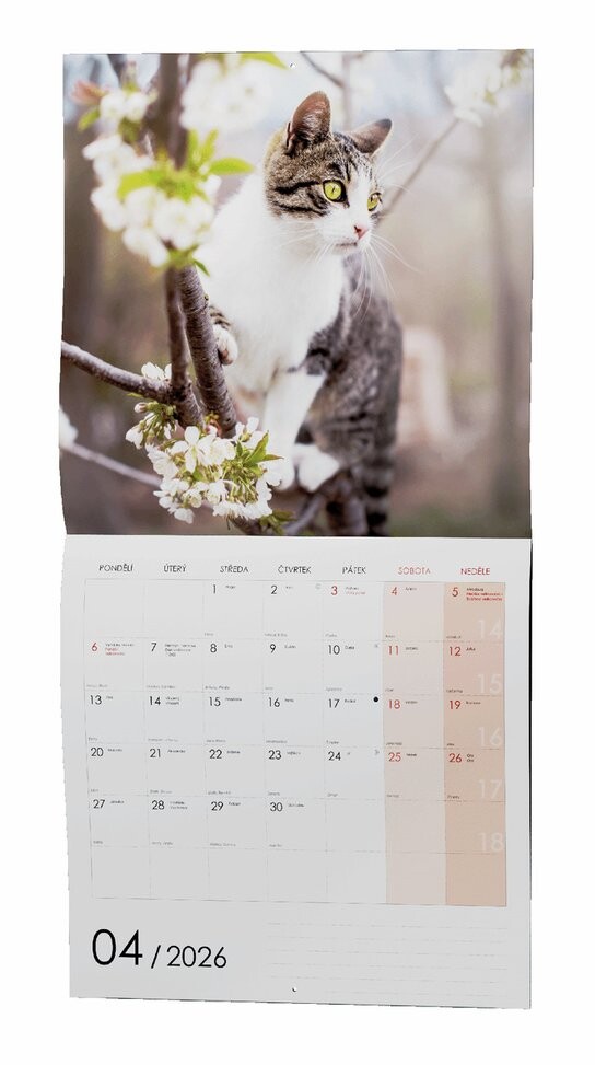 Kočky 2026 - nástěnný kalendář