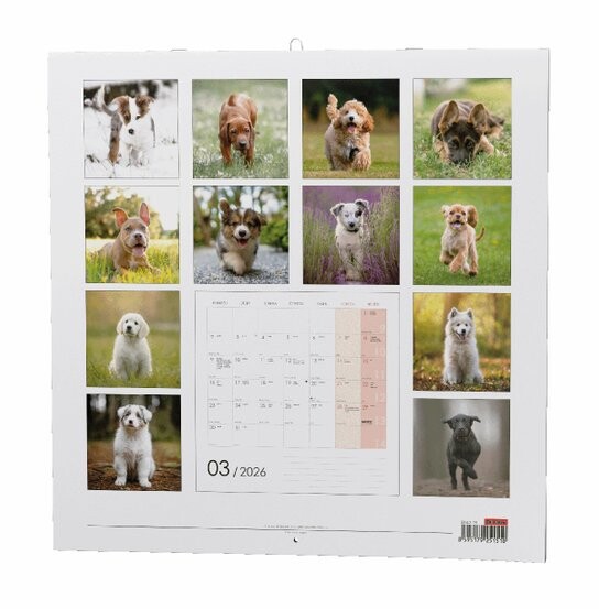 Štěňata 2026 - nástěnný kalendář