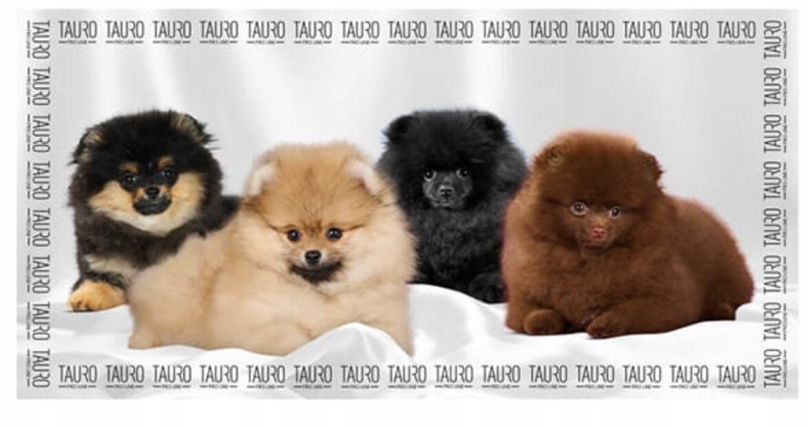 Tauro Pro Line Ručník z mikrovlákna pro psy 80 x 160 cm, vzor: pomeraniany