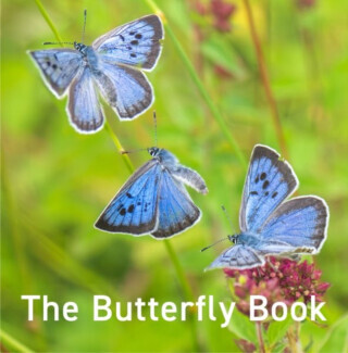 Nature Book Series: The Butterfly Book - Andrew Fusek Peters, Jane Russ