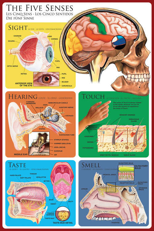 EUROGRAPHICS Plakát, Obraz - The Five Senses, 61 × 91.5 cm