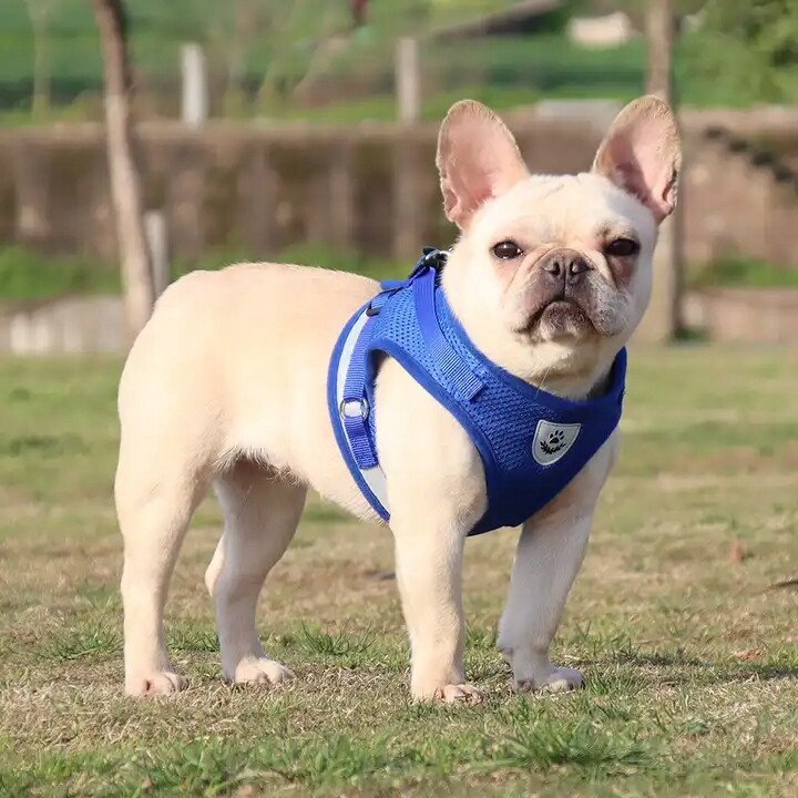 Beztlakové Vycházkové Popruhy S Nastavitelnou Odrazkou Pro Kočky Vodítko Velikost L
