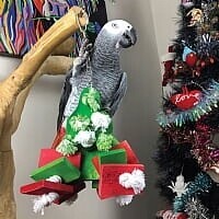 Velký vánoční stromek – zelená hračka pro PaPug