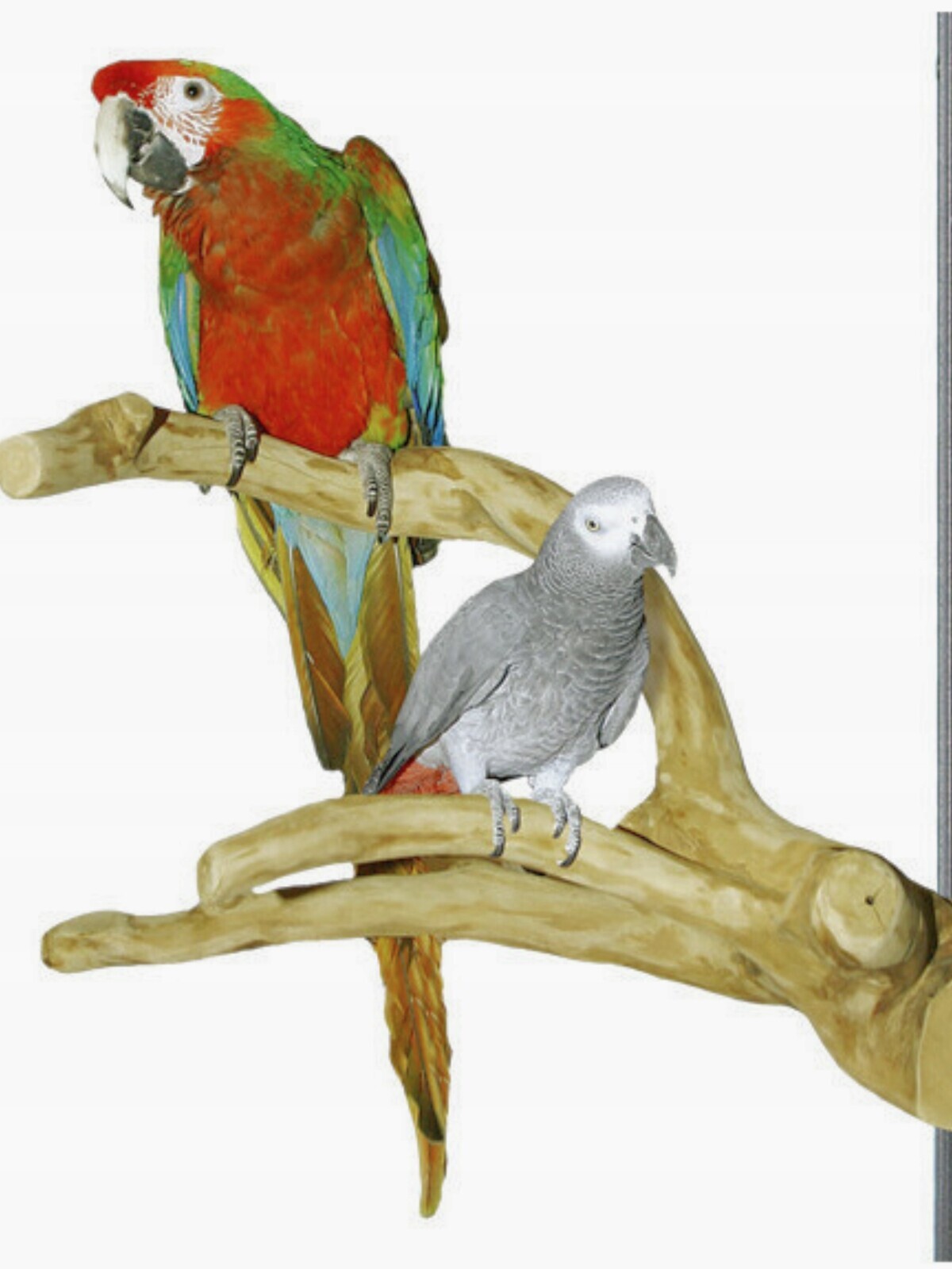 Multi Java XL Nezničitelná rozvětvená žerď pro velké papoušky