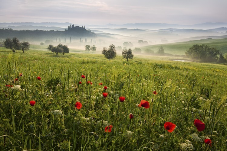 Daniel Fotografie Tuscan spring, Daniel, 40 × 26.7 cm