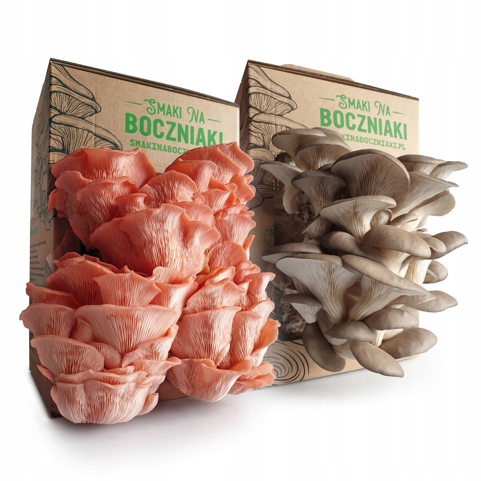 Mix – hlíva růžová a ústřičná pro domácí pěstování