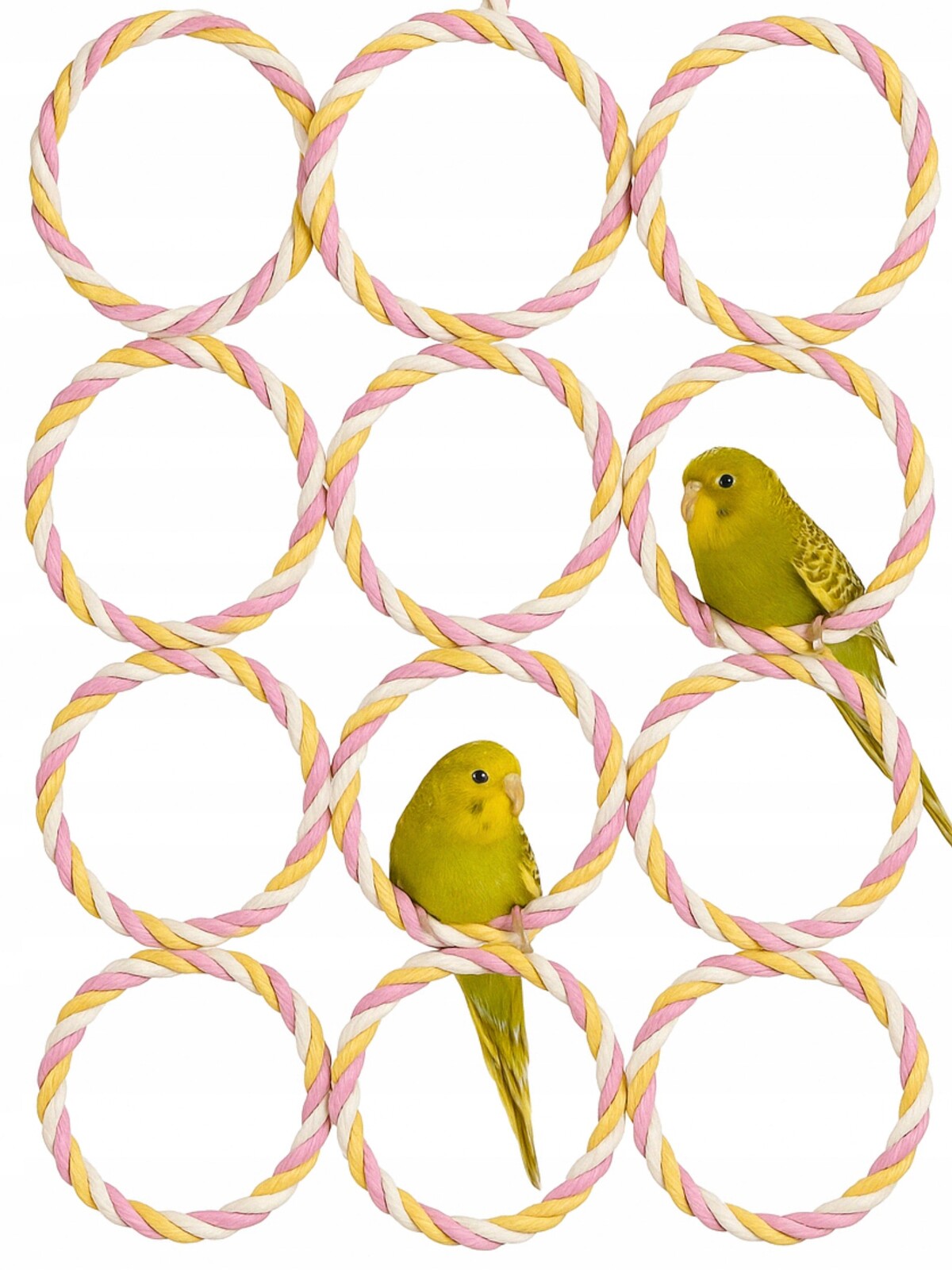 Kolečka na věšáku – Lezení pro malé a střední papoušky
