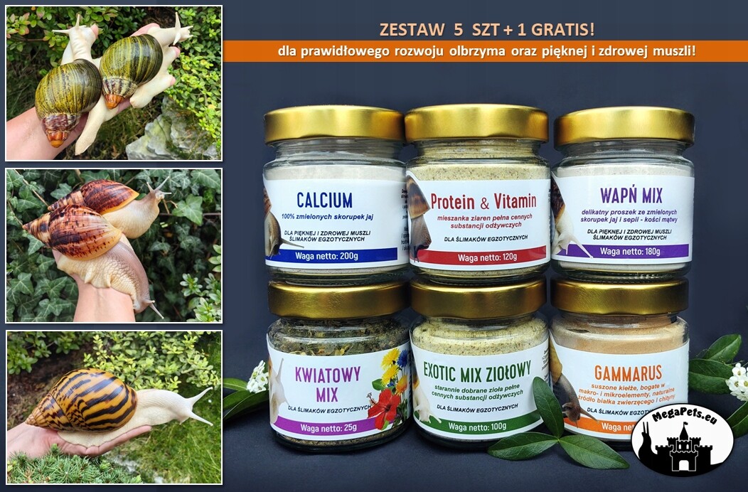 Sada 5 1 Bonus! Šneci Achatina Lissachatina Archachatina doplňky