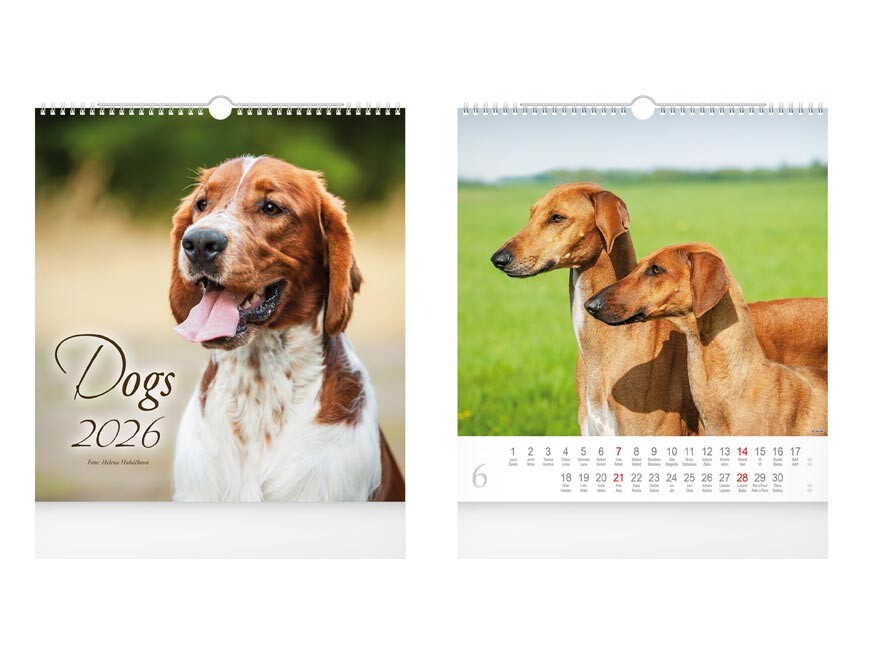 MFP 1061635 Kalendář 2026 nástěnný malý Dogs
