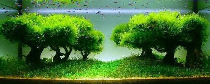 Kyanoakrylátové Lepidlo Pro Mechy Rostlin A Kořenů Akvaristiky 2 Ks