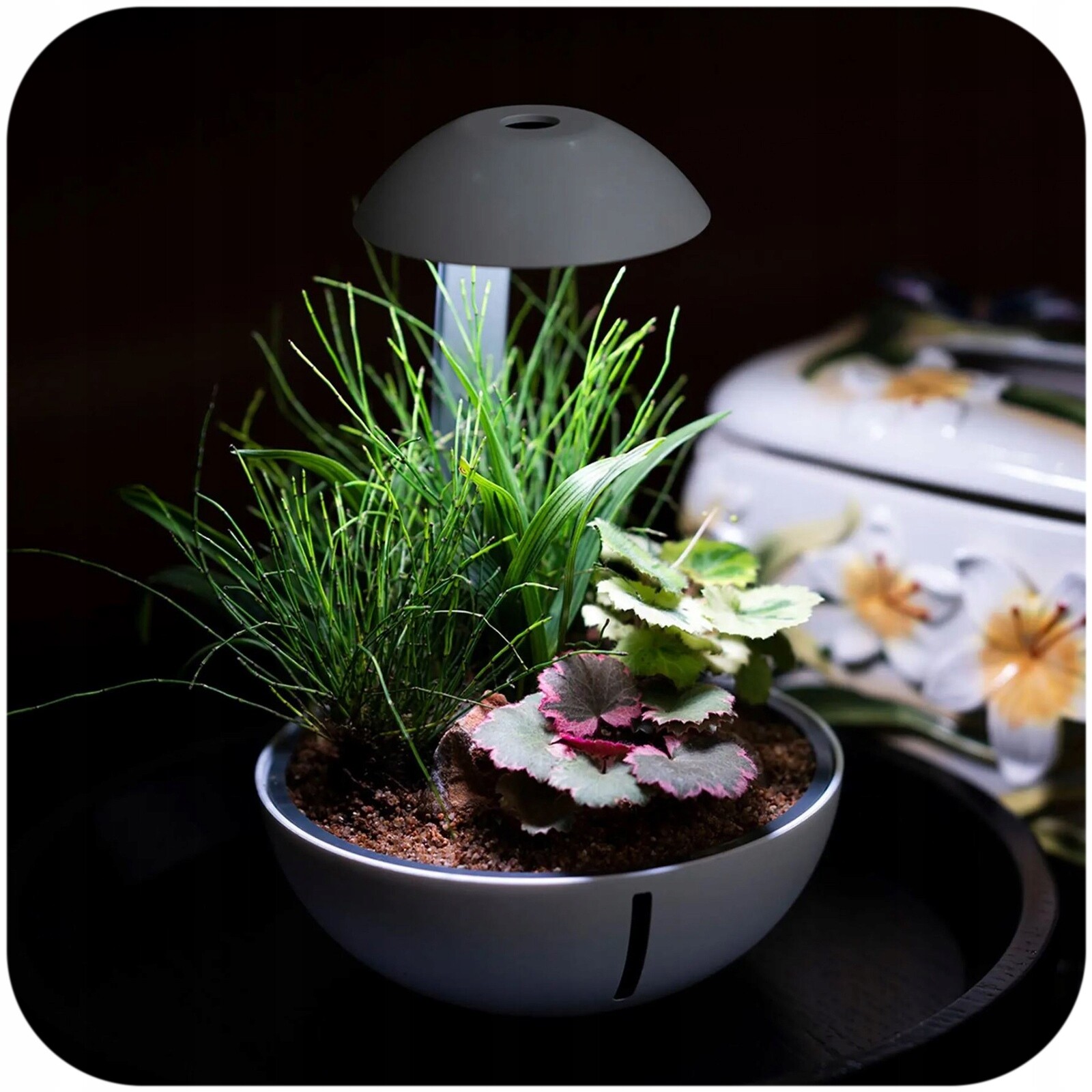 Terárium Led Koule Pro Rostliny Plazů Obojživelníků Estetická 2L 21X16CM