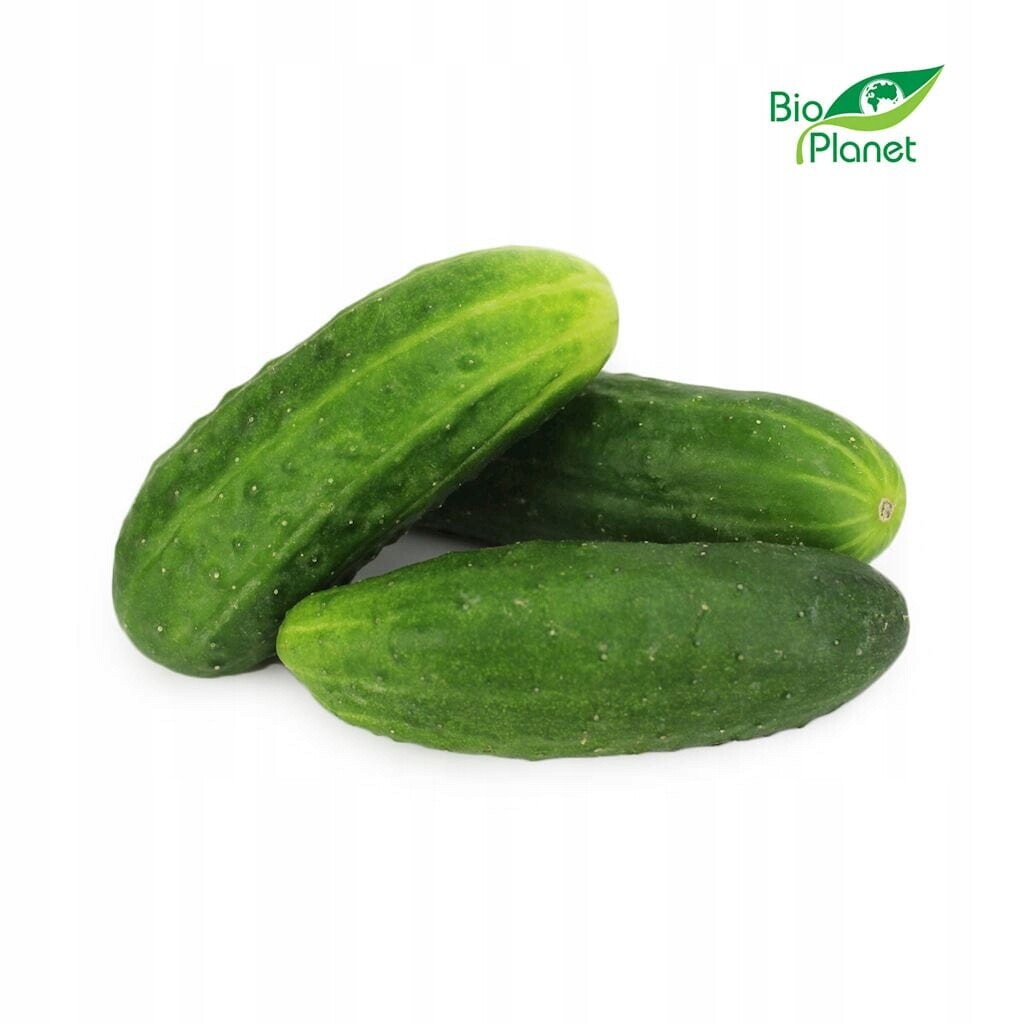 Okurka čerstvá bio (polsko) (asi 5 kg)