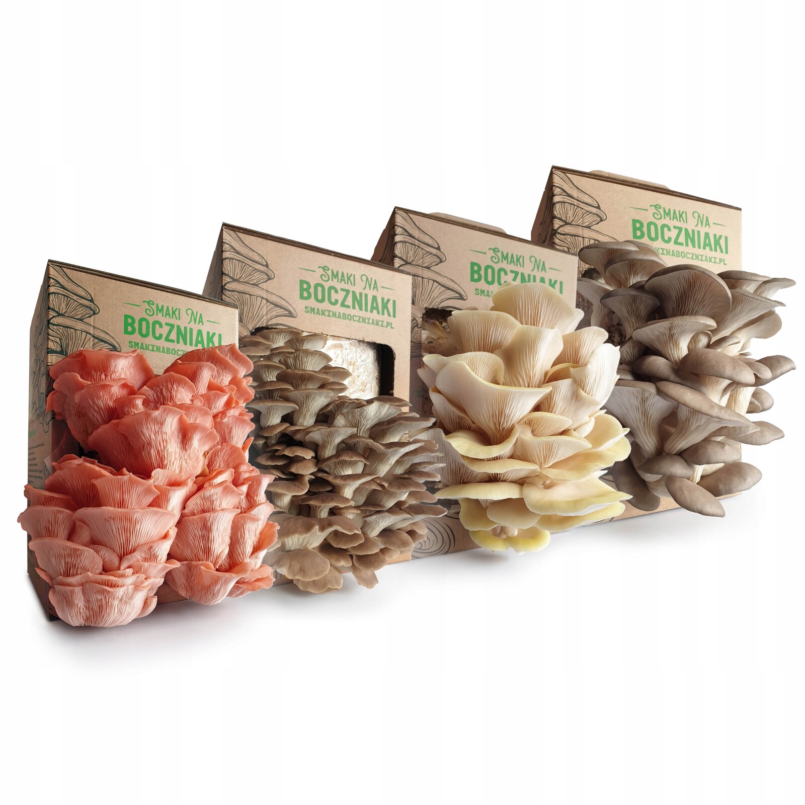 Combo hlíva ústřičná, růžová, lžovitá a citronová