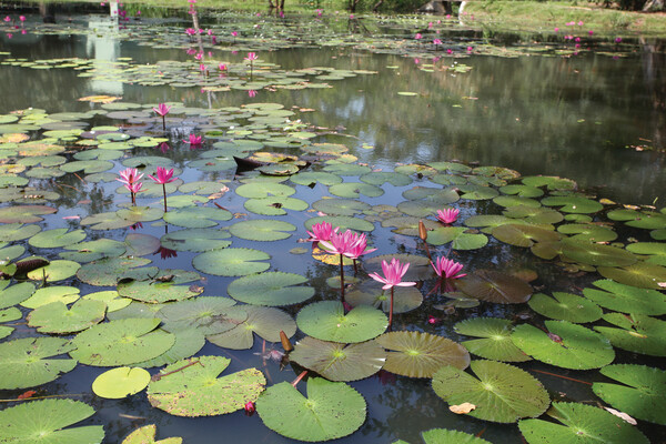 Gardens of Sri Lanka: 2000 Years of Landscape Architecture Tradition -  (Bandaranayake Senake)(Pevná vazba)