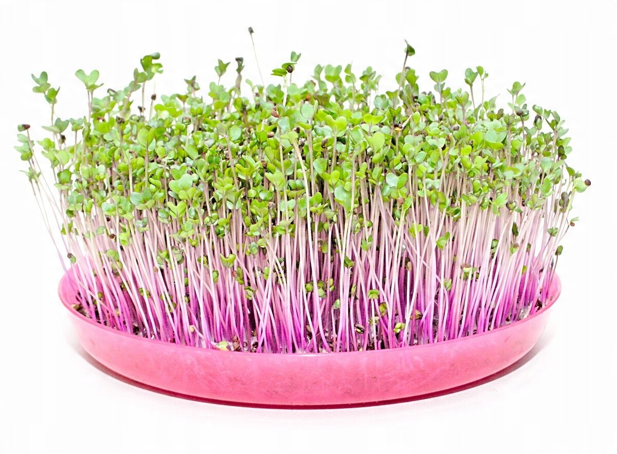 Semena na klíčky Zelí Červené Toraf 1kg 1000g