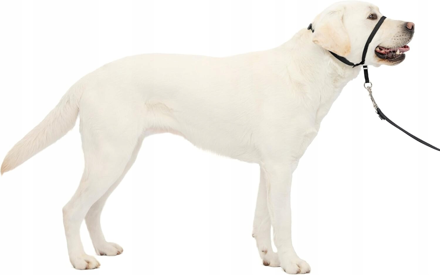 PetSafe Easy Walk uzdový obojek a vodítko L