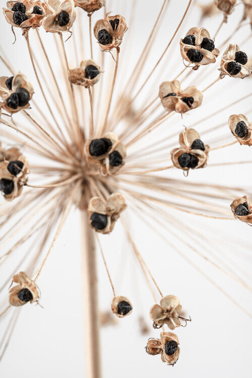 Studio Collection Fotografie Dried_007, Studio Collection, 26.7 × 40 cm