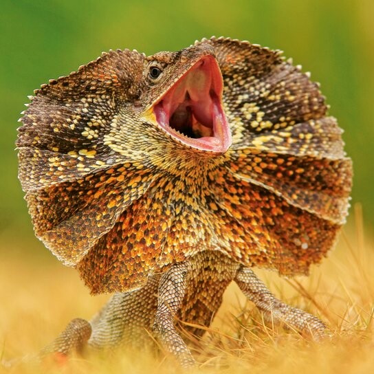 Poznámkový kalendář Ještěři 2026 - nástěnný kalendář