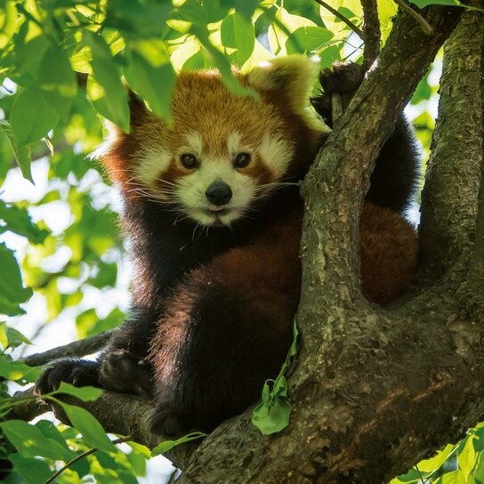 Poznámkový kalendář Pandy 2026 - nástěnný kalendář