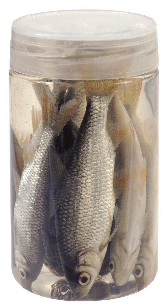 Chyť a pusť Nástražní rybičky v nálevu Plotice 10-12cm 8ks