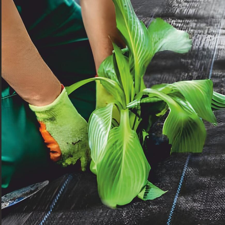 Mulčovací netkaná textilie 1,6x5 m 50g/m2 černá